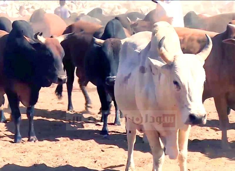 أبقار سودانية
