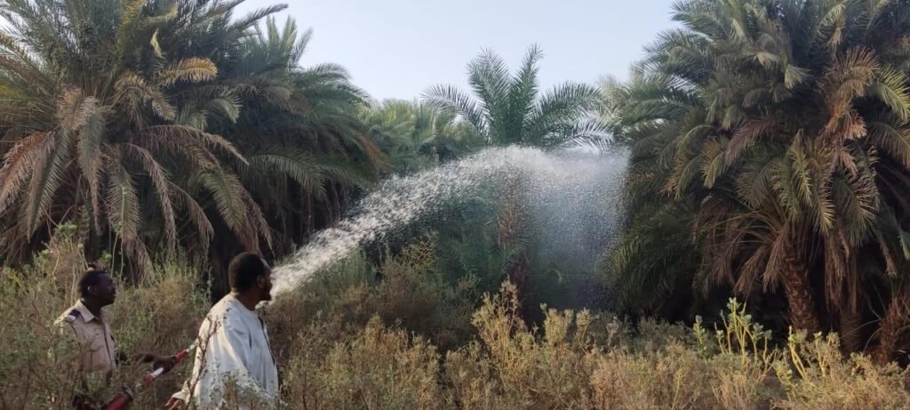 الحرائق تأتي على مساحات واسعة من النخيل والفواكه في نوري الحرائق تأتي على مساحات واسعة من النخيل والفواكه في نوري