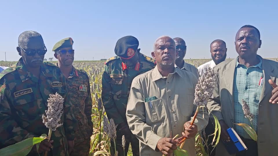 حصاد الذرة في سنار