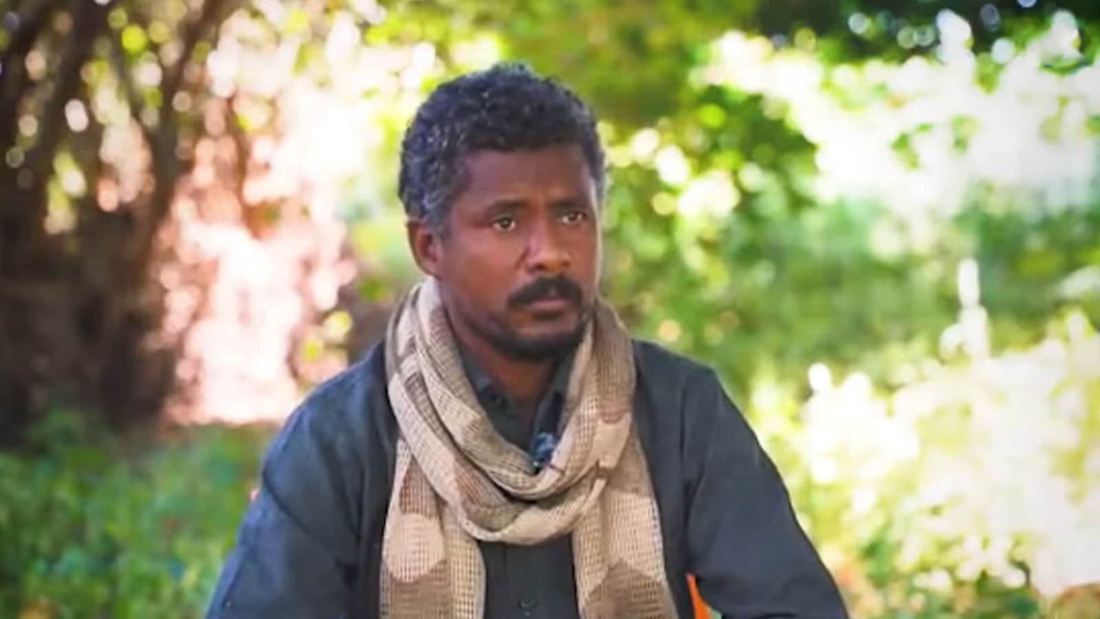 المستشار حامد علي