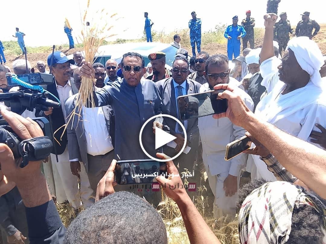 القمح في مشروع الجزيرة