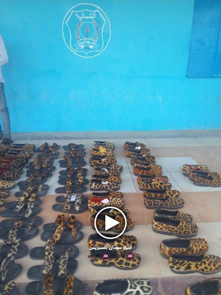 في عملية نوعية.. "مراكيب النمور" في قبضة شرطة حلفا