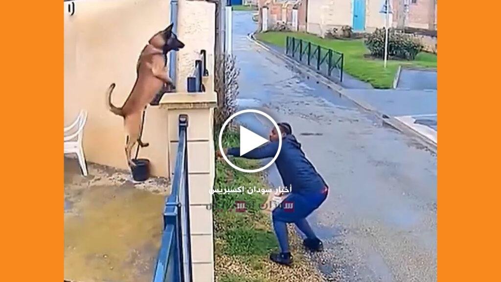 فيديو في أمريكا.. لحظات عصيبة لعمال الديليفري في مواجهة الكلاب الديليفري