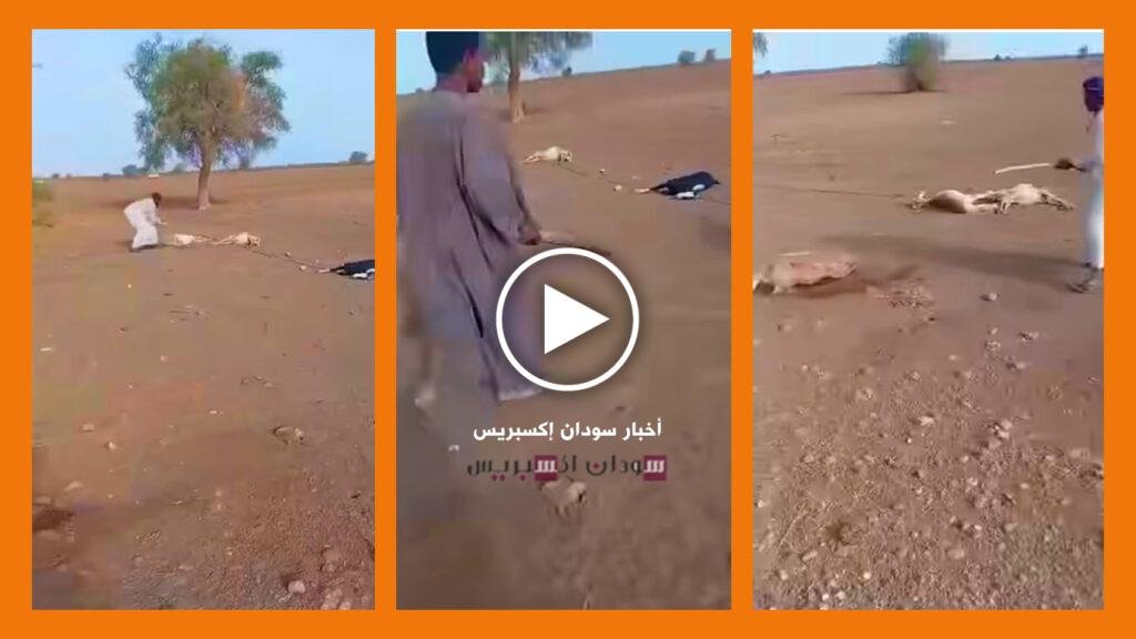 حيوانات نفقت بسبب الكهرباء في السودان